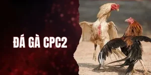 dg c2