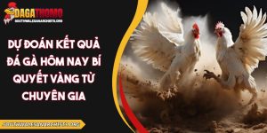 Dự đoán kết quả đá gà hôm nay