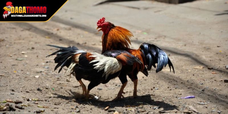 Dự Đoán Kết Quả Đá Gà Hôm Nay Bí Quyết Vàng Từ Chuyên Gia 1 Tại sao dự đoán kết quả đá gà hôm nay lại quan trọng?