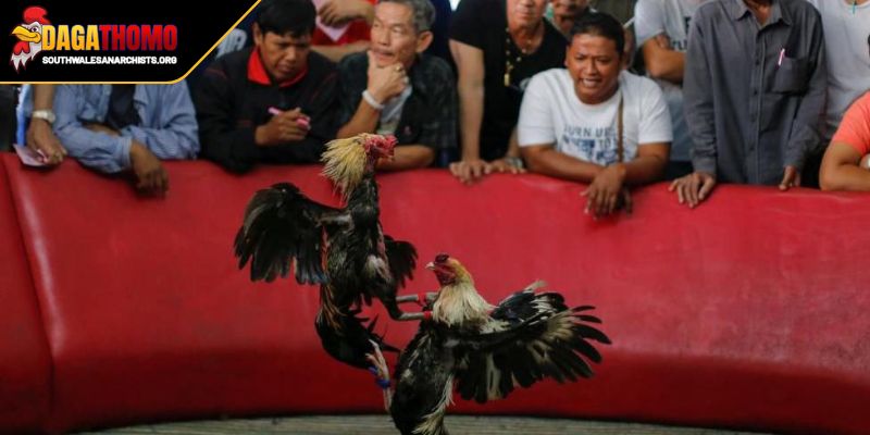 Dự Đoán Kết Quả Đá Gà Hôm Nay Bí Quyết Vàng Từ Chuyên Gia 3 Dự đoán kết quả đá gà hôm nay căn cứ vào tỷ lệ trả thưởng