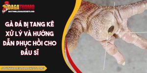 gà đá bị tang kê xử lý