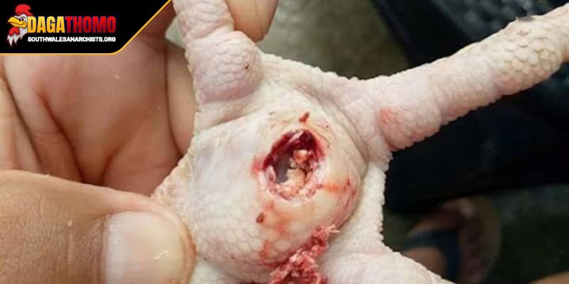 Gà Đá Bị Tang Kê Xử Lý Và Hướng Dẫn Phục Hồi Cho Đấu Sĩ 3 Vấn đề quan trọng cần lưu ý tránh rủi ro cho chiến thần