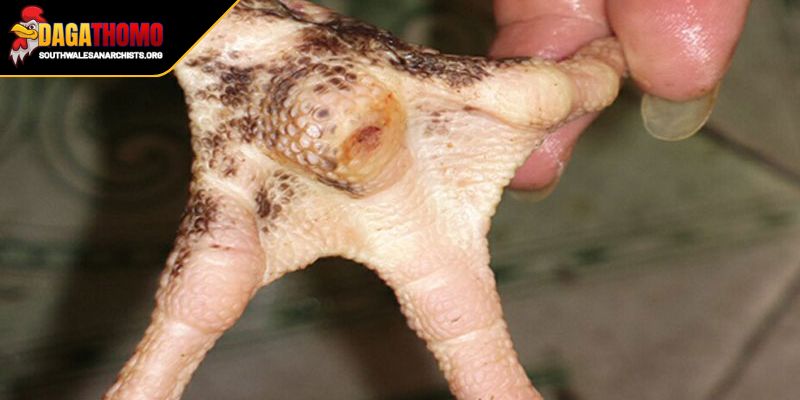 Gà Đá Bị Tang Kê Xử Lý Và Hướng Dẫn Phục Hồi Cho Đấu Sĩ 2 Thực hiện tỉ mỉ vệ sinh nơi cần phòng ngừa nhiễm trùng