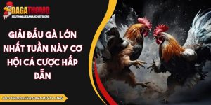 Giải đấu gà lớn nhất tuần này