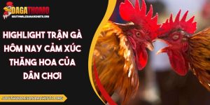 Highlight trận gà hôm nay