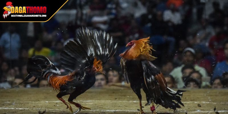 Highlight Trận Gà Hôm Nay Cảm Xúc Thăng Hoa Của Dân Chơi 2 Highlight trận gà hôm nay những lợi ích