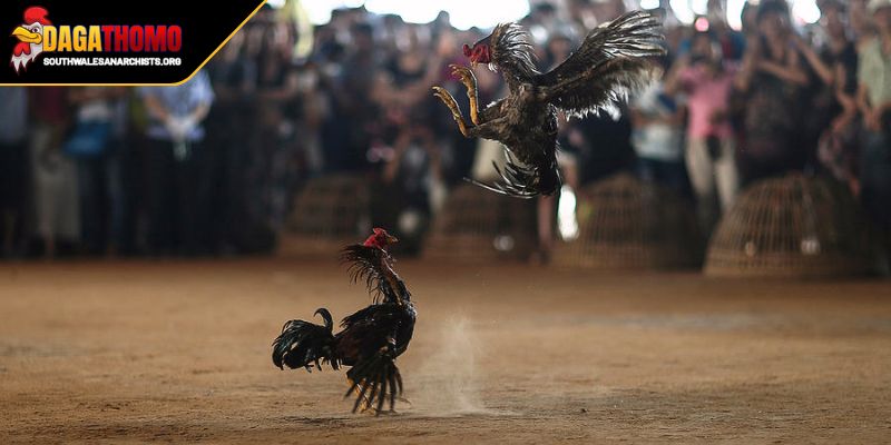 Highlight Trận Gà Hôm Nay Cảm Xúc Thăng Hoa Của Dân Chơi 3 Những lưu ý khi xem Highlight trận gà hôm nay