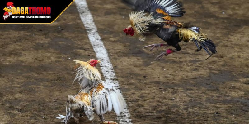 Highlight Trận Gà Hôm Nay Cảm Xúc Thăng Hoa Của Dân Chơi 1 Sức hút của Highlight trận gà hôm nay