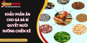 khẩu phần ăn cho gà đá
