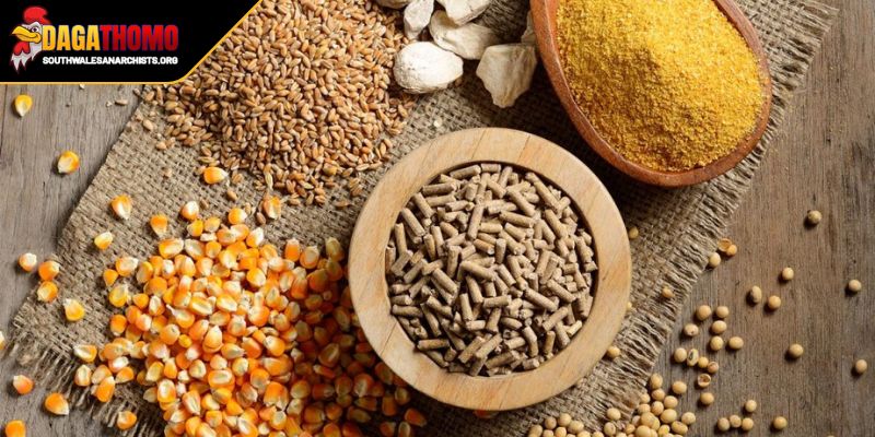 Khẩu Phần Ăn Cho Gà Đá Bí Quyết Nuôi Dưỡng Chiến Kê 2 Khẩu phần ăn cho gà đá bo lớn nền tảng vững chắc
