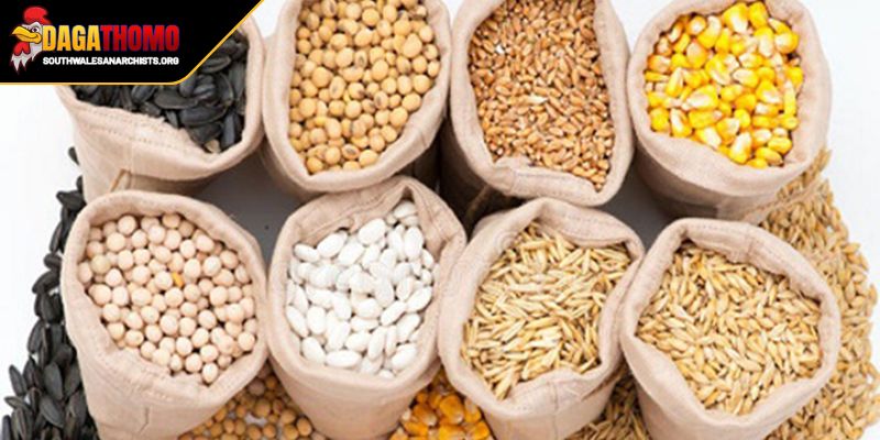 Khẩu Phần Ăn Cho Gà Đá Bí Quyết Nuôi Dưỡng Chiến Kê 3 Khẩu phần ăn cho thời kỳ giảm mỡ chuẩn bị cho trận chiến