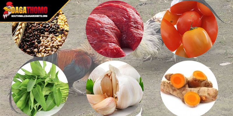 Khẩu Phần Ăn Cho Gà Đá Bí Quyết Nuôi Dưỡng Chiến Kê 1 Chế độ chăm sóc toàn diện gà chọi trước thềm chiến trận