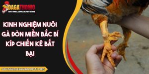 Kinh nghiệm nuôi gà đòn miền Bắc