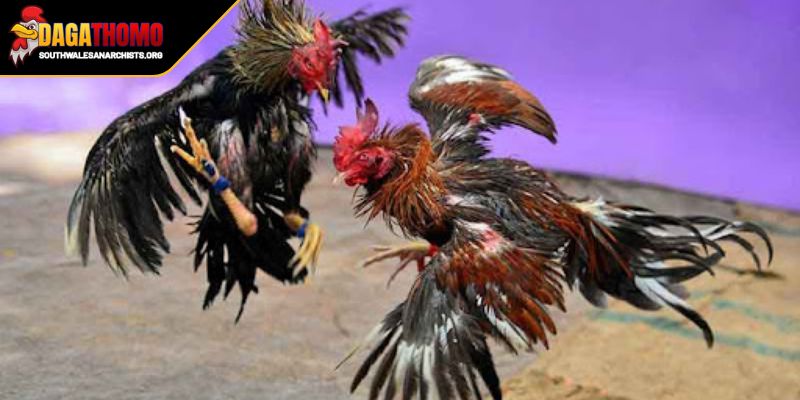 Kinh Nghiệm Nuôi Gà Đòn Miền Bắc Bí Kíp Chiến Kê Bất Bại 2 Giữ gìn an ninh và an toàn đối với chiến kê