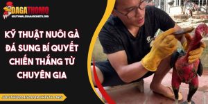 kỹ thuật nuôi gà đá sung