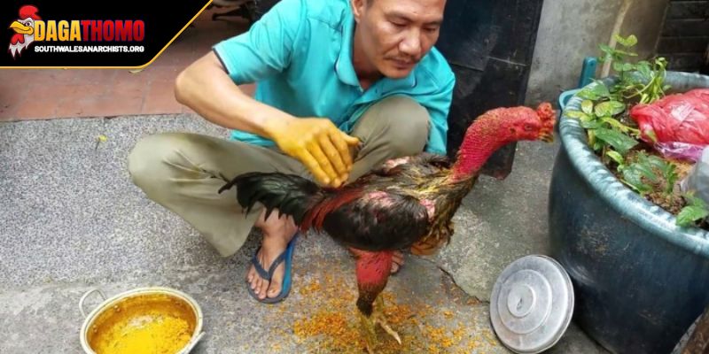 Chế độ dinh dưỡng toàn diện cho gà đá