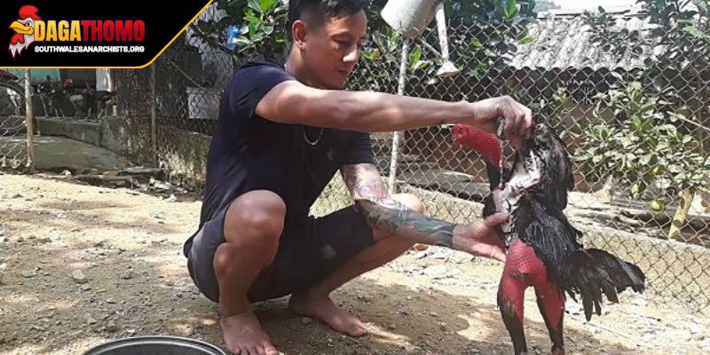 Kỹ thuật lựa chọn giống gà đá nền tảng của chiến thắng