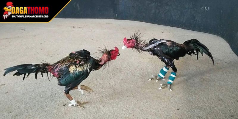 Lịch Đá Gà Campuchia Hôm Nay Cẩm Nang Toàn Diện Cho Bet Thủ 3 Bí quyết xem và theo dõi lịch đá gà Campuchia hôm nay