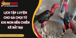 lịch tập luyện cho gà chọi