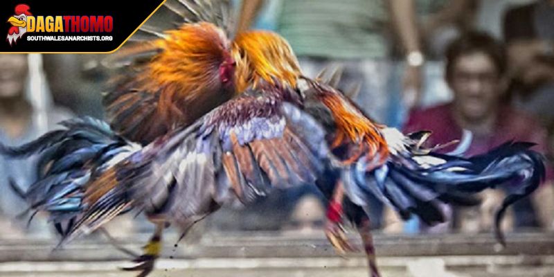 Lịch Tập Luyện Cho Gà Chọi Từ Khi Non Đến Chiến Kê Bất Bại 3 Vấn đề chú ý quan trọng tránh rủi ro không đáng có