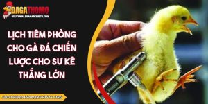 Lịch tiêm phòng cho gà đá