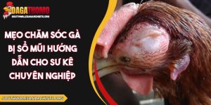 mẹo chăm sóc gà bị sổ mũi