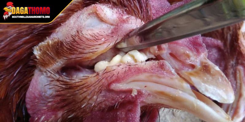 Mẹo Chăm Sóc Gà Bị Sổ Mũi Hướng Dẫn Cho Sư Kê Chuyên Nghiệp 1 Dấu hiệu cần mẹo chăm sóc gà bị sổ mũi