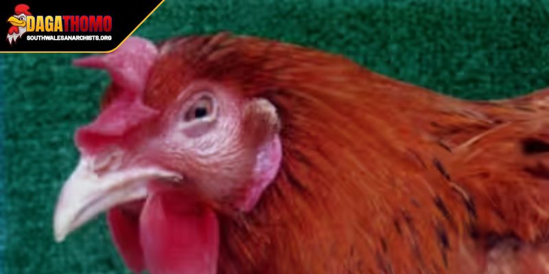 Mẹo Chăm Sóc Gà Bị Sổ Mũi Hướng Dẫn Cho Sư Kê Chuyên Nghiệp 3 Trang bị kiến thức phòng ngừa hữu ích để chiến kê luôn khoẻ