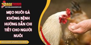 mẹo nuôi gà không bệnh