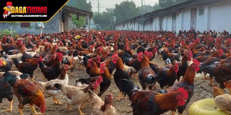 Mẹo Nuôi Gà Không Bệnh Hướng Dẫn Chi Tiết Cho Người Nuôi 2 Mẹo chăm sóc gà quyết định thắng lợi