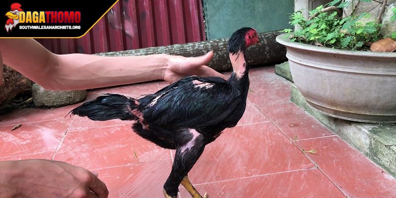 Mẹo Nuôi Gà Không Bệnh Hướng Dẫn Chi Tiết Cho Người Nuôi 3 Mẹo nuôi phòng ngừa bệnh tật hạn chế rủi ro