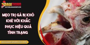 mẹo trị gà bị khò khè
