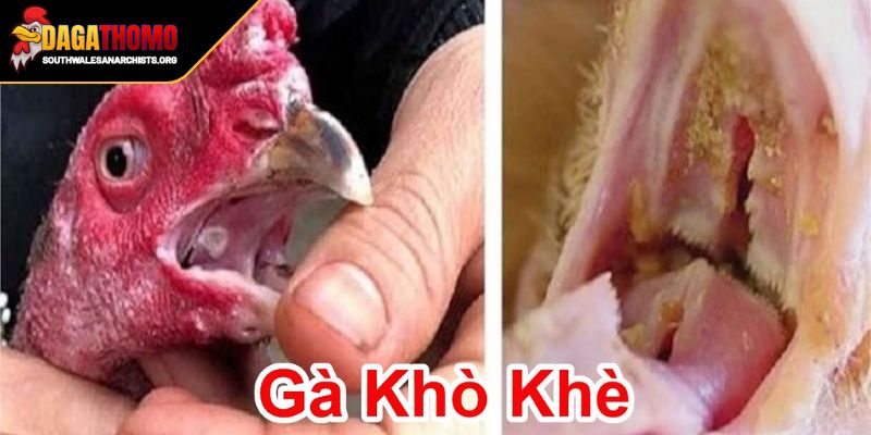 Phân tích nguyên nhân cùng mẹo trị gà bị khò khè