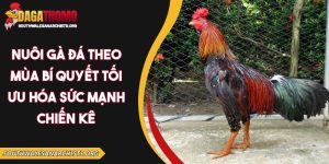 Nuôi gà đá theo mùa