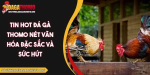 Tin hot đá gà Thomo