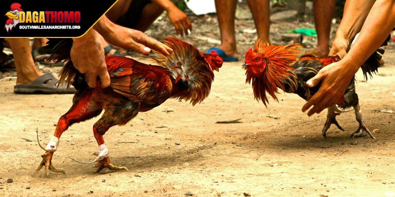 Tin Hot Đá Gà Thomo Nét Văn Hóa Đặc Sắc Và Sức Hút 2 Khám phá tin hot đá gà Thomo qua các cấp độ