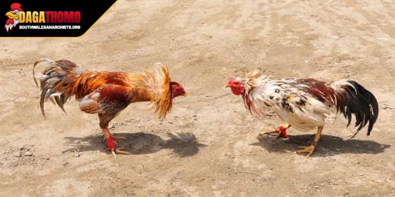 Tin Hot Đá Gà Thomo Nét Văn Hóa Đặc Sắc Và Sức Hút 3 Tin hot đá gà Thomo quy trình tổ chức một giải đấu