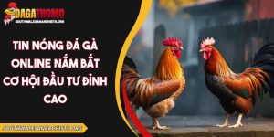 Tin nóng đá gà online
