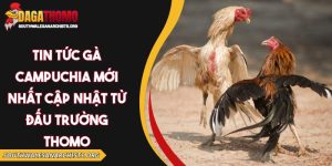 tin tức gà Campuchia mới nhất
