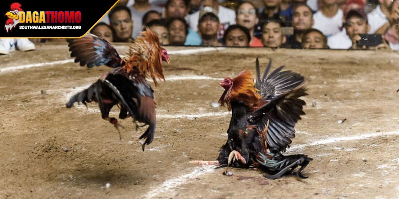 Tin Tức Gà Campuchia Mới Nhất Cập Nhật Từ Đấu Trường Thomo 3 Kinh nghiệm cá cược từ những đá gà thomo