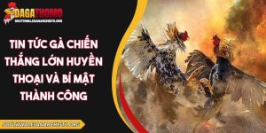 tin tức gà chiến thắng lớn