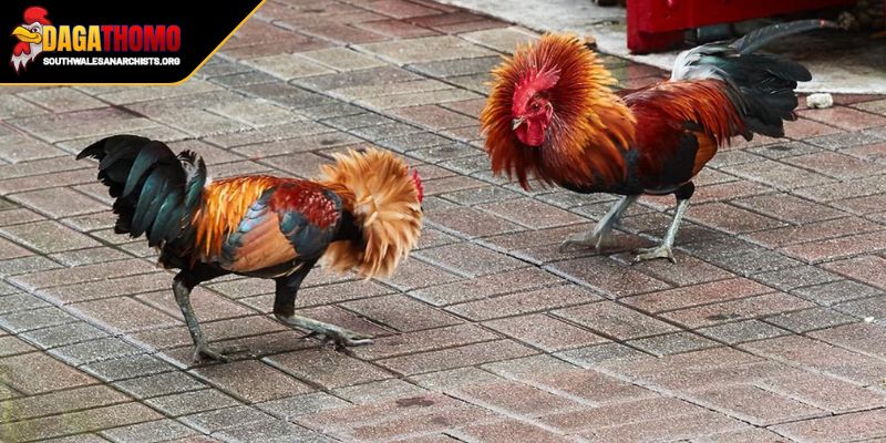 Tin tức gà chiến thắng lớn vô giá cho giới mộ điệu