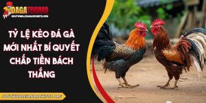 Tỷ lệ kèo đá gà mới nhất