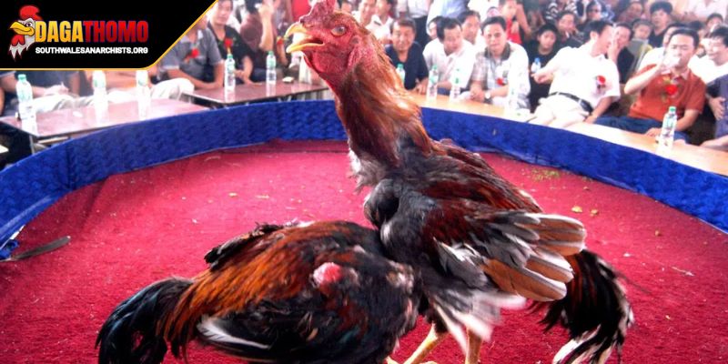 Tỷ Lệ Kèo Đá Gà Mới Nhất Bí Quyết Chấp Tiền Bách Thắng 1 Hiểu bản chất tỷ lệ kèo đá gà mới nhất