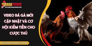 Video đá gà mới cập nhật