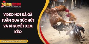 Video hot đá gà tuần qua